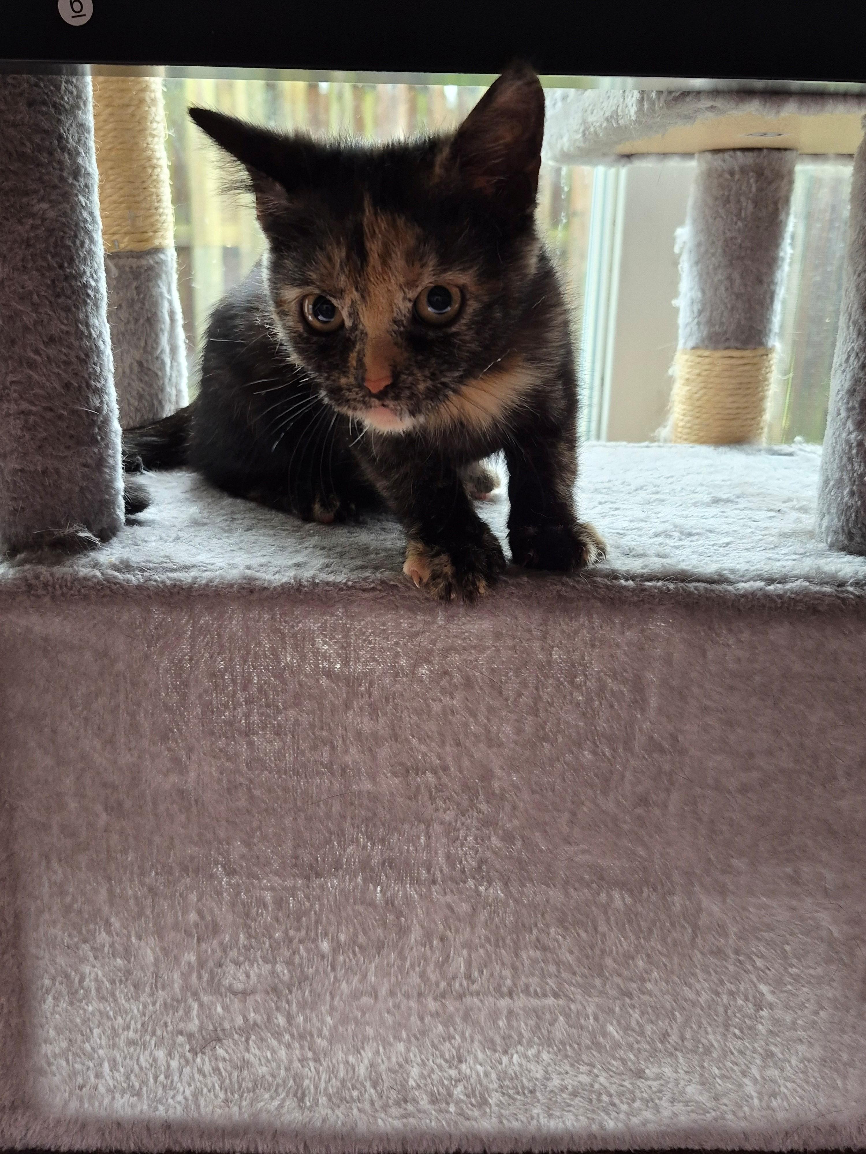 Enlarge Cookie, a Adoptable Domestic Short Hair in Hamilton, ON image 5/6