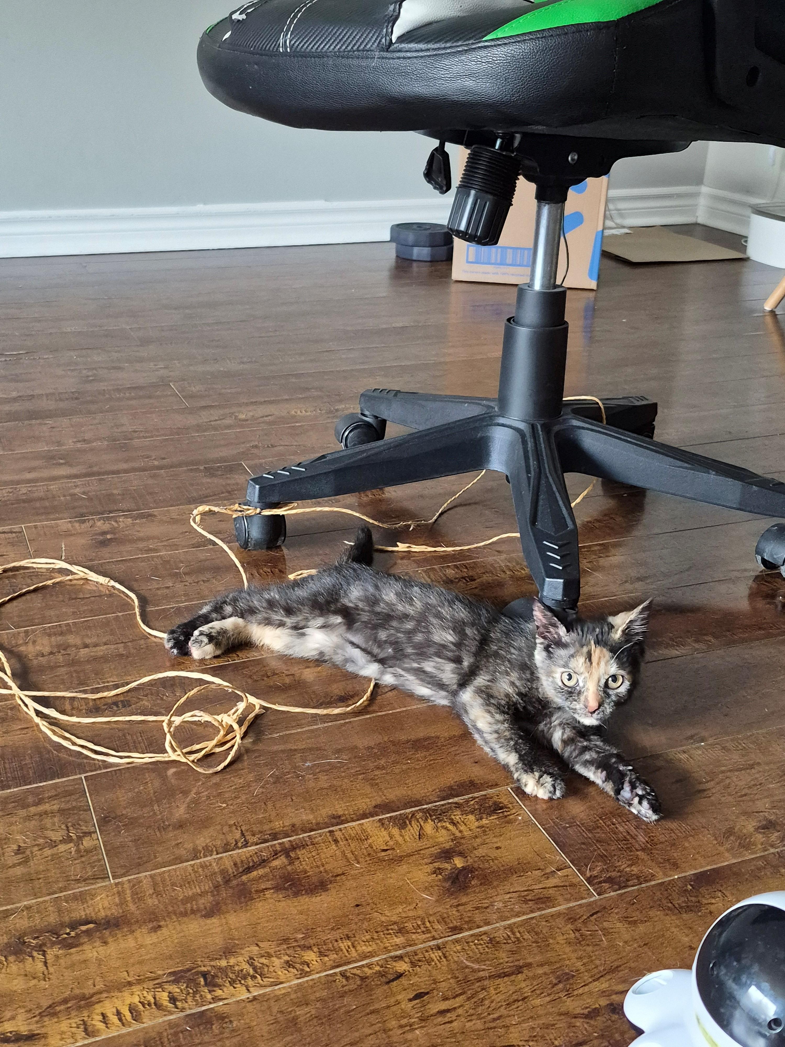 Enlarge Cookie, a Adoptable Domestic Short Hair in Hamilton, ON image 6/6