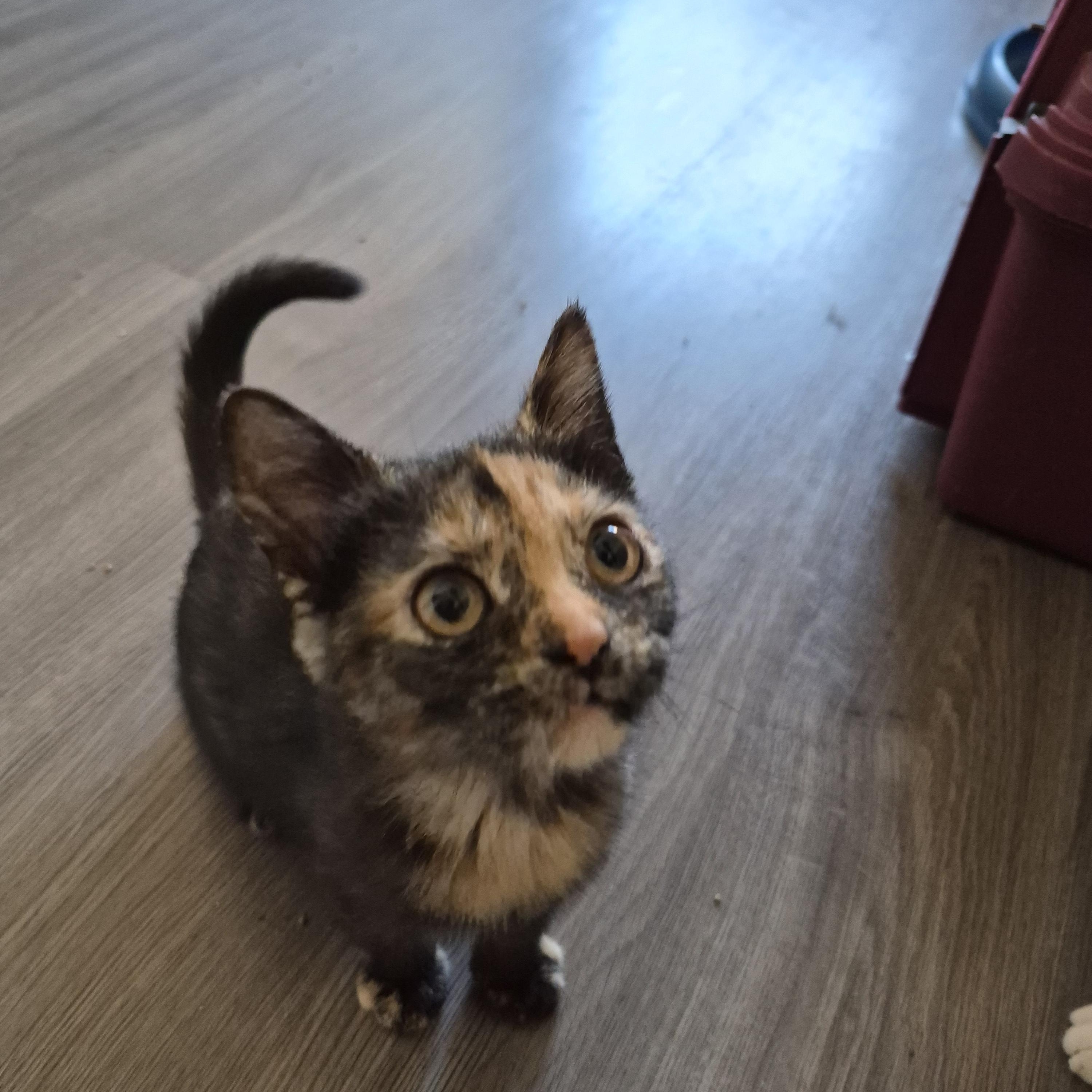 Enlarge Cookie, a Adoptable Domestic Short Hair in Hamilton, ON image 2/6