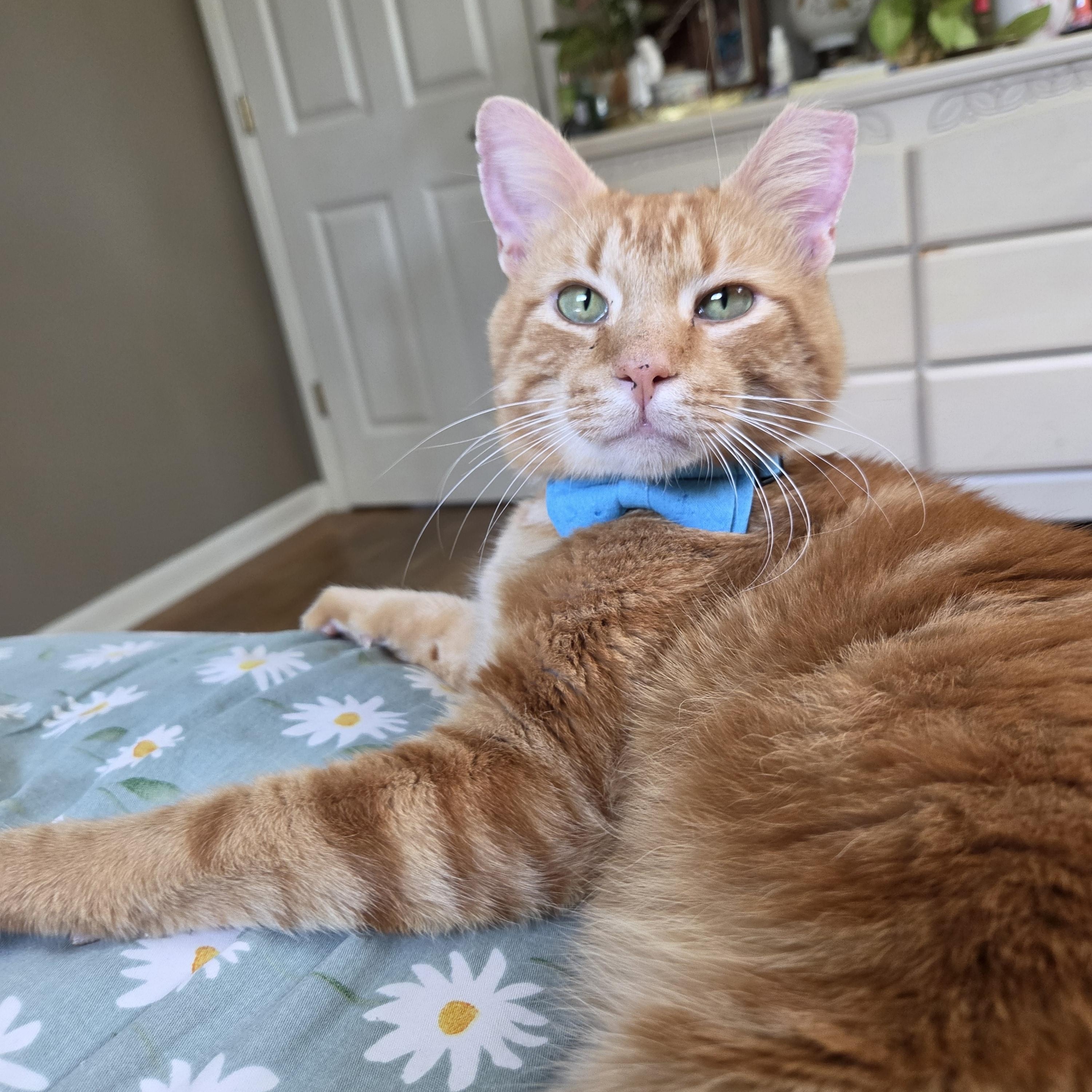 Enlarge Theo, a Adoptable Domestic Short Hair in Fort Oglethorpe, GA image 3/6
