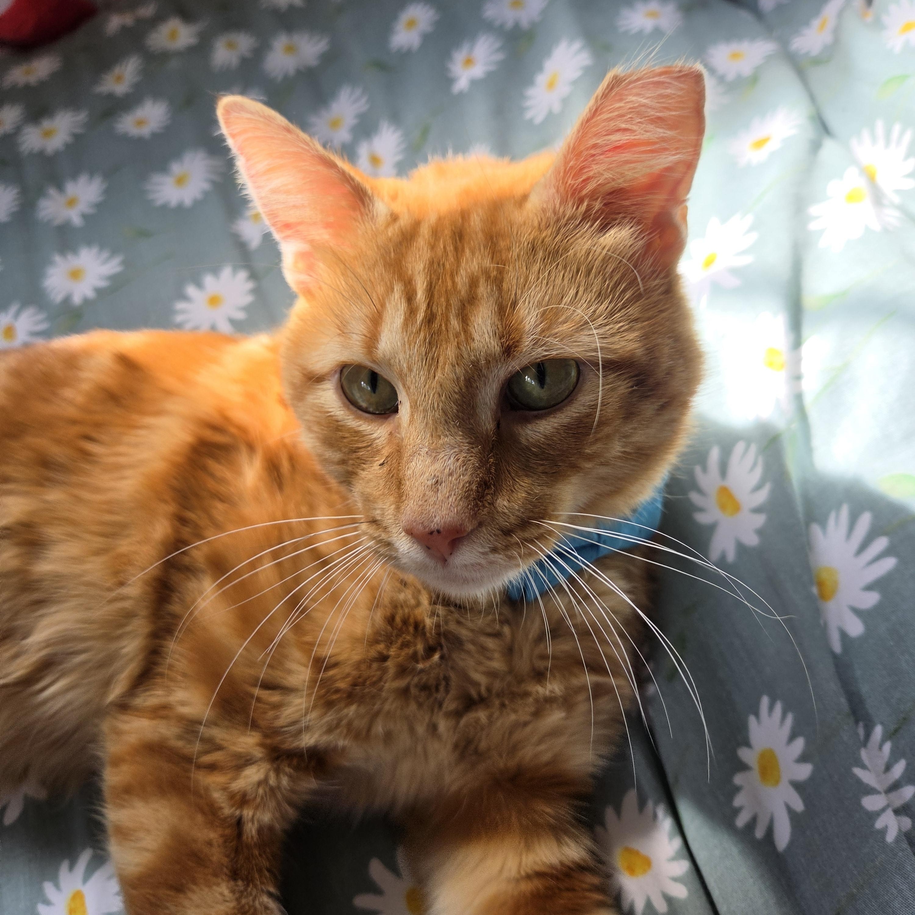 Enlarge Theo, a Adoptable Domestic Short Hair in Fort Oglethorpe, GA image 6/6