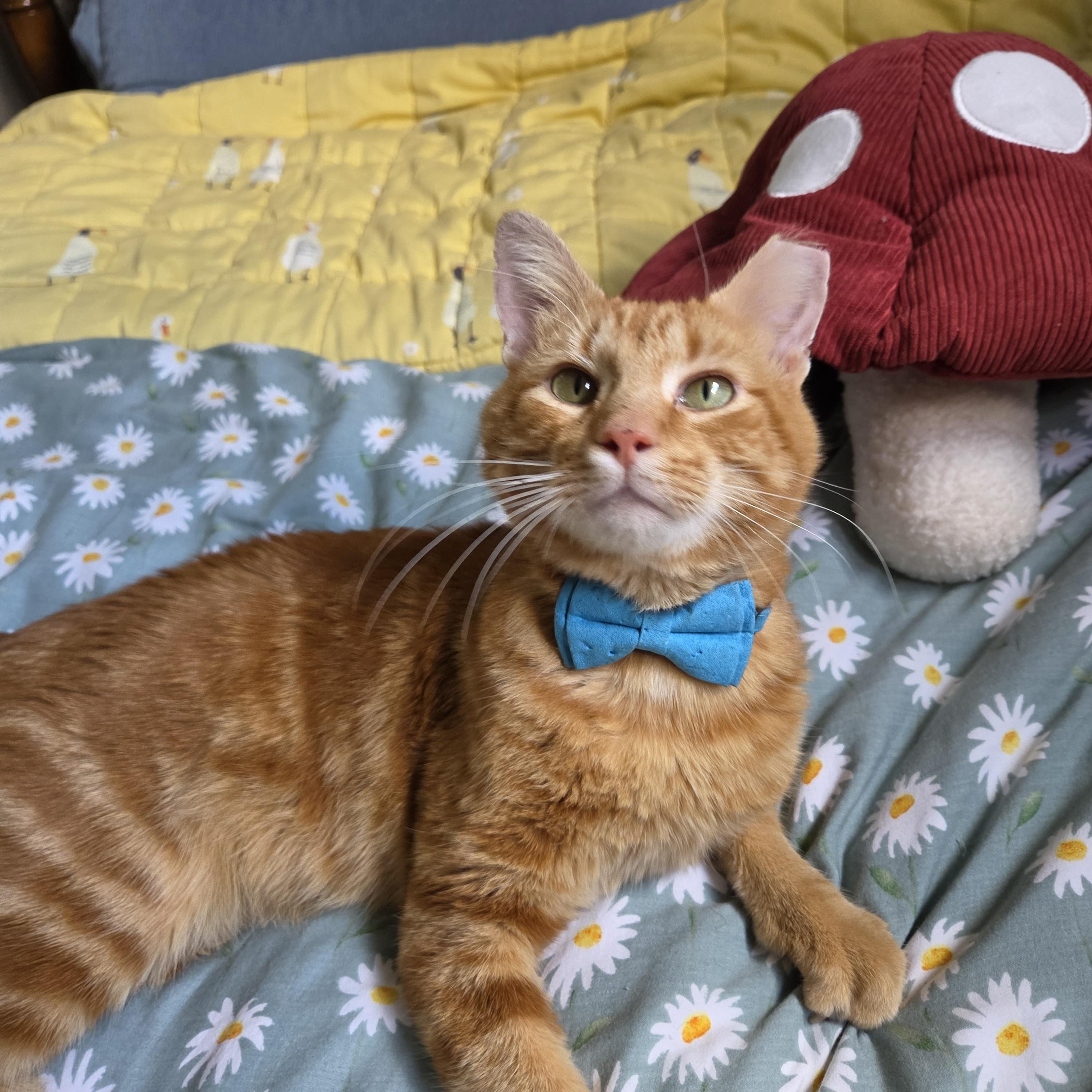 Enlarge Theo, a Adoptable Domestic Short Hair in Fort Oglethorpe, GA image 4/6