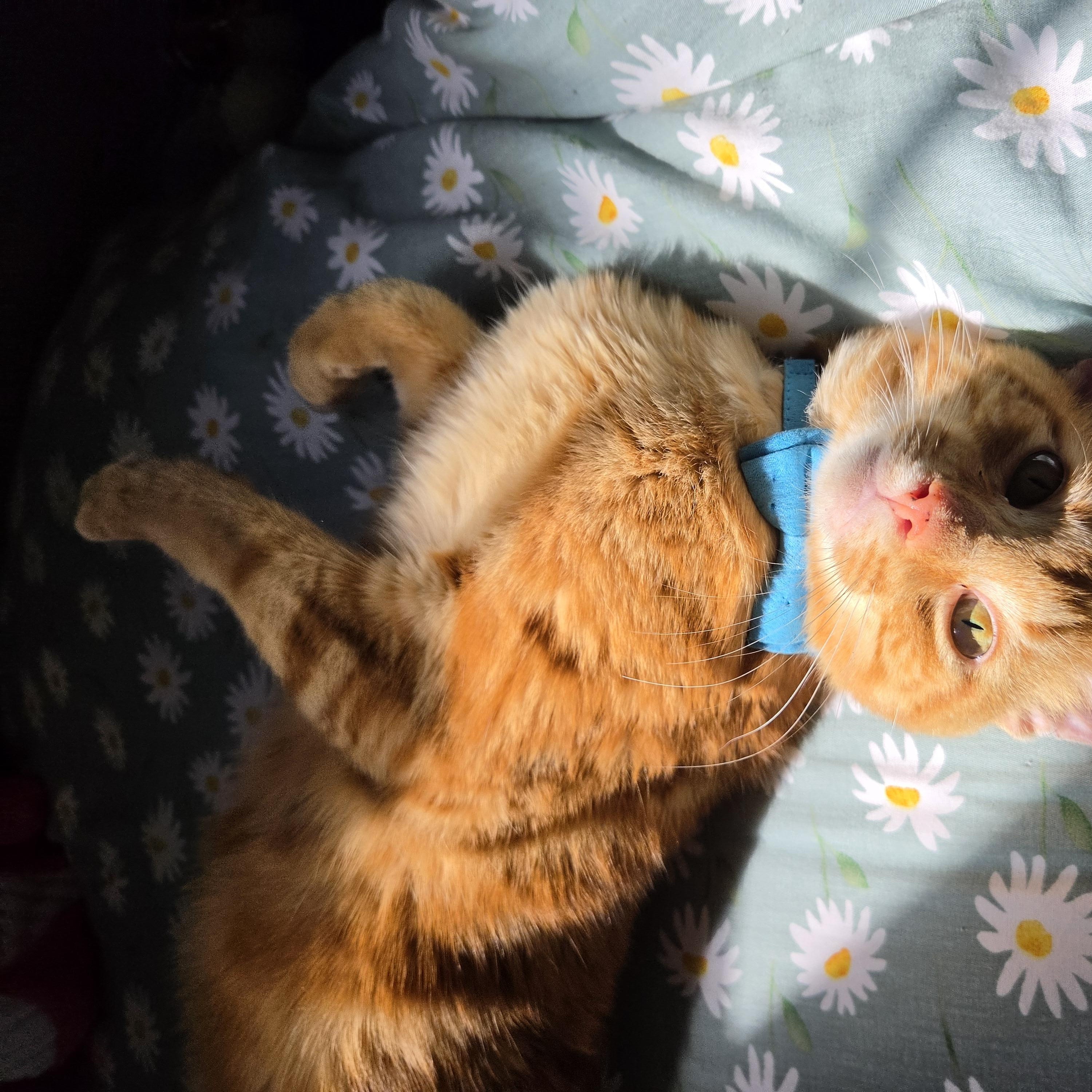 Enlarge Theo, a Adoptable Domestic Short Hair in Fort Oglethorpe, GA image 2/6