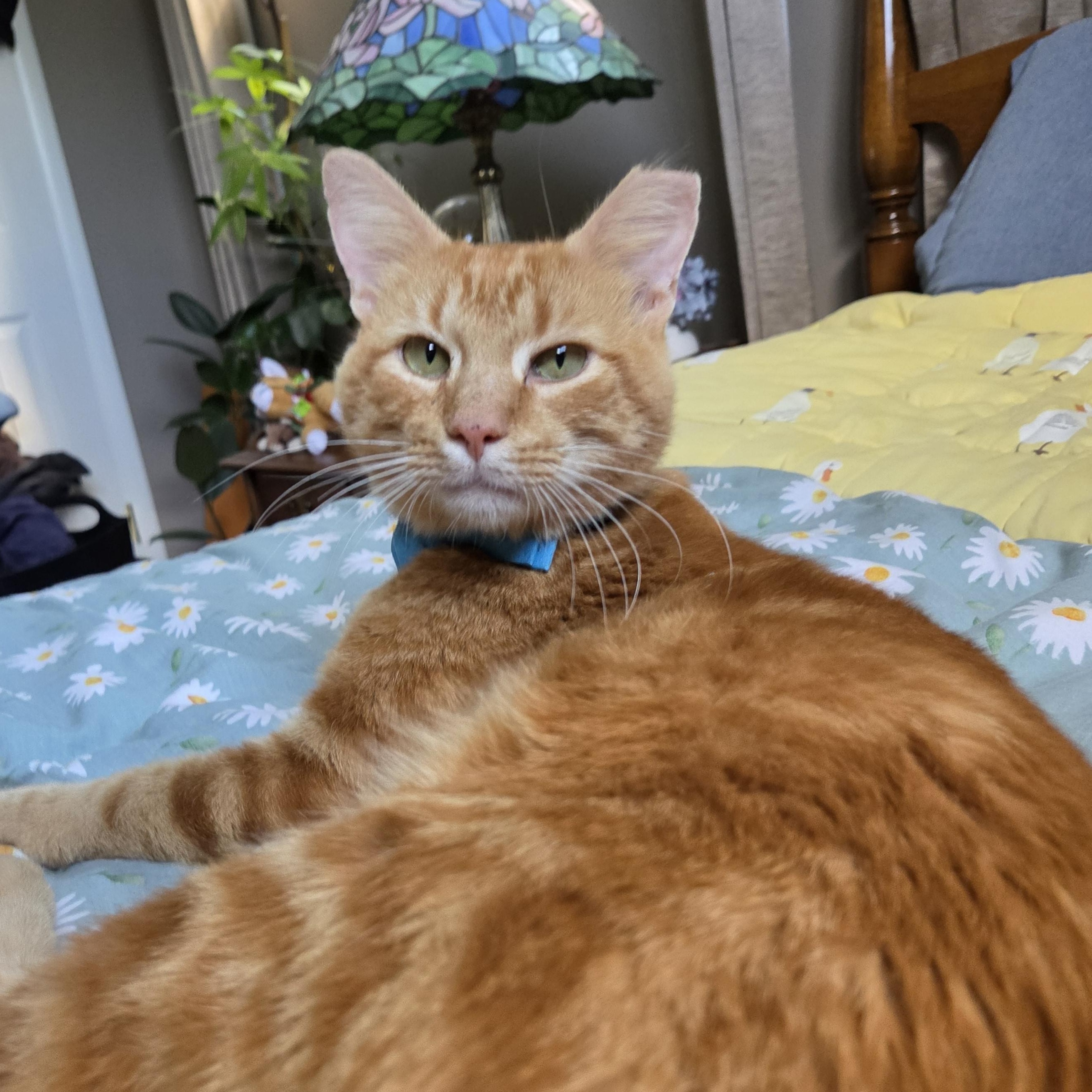 Enlarge Theo, a Adoptable Domestic Short Hair in Fort Oglethorpe, GA image 5/6