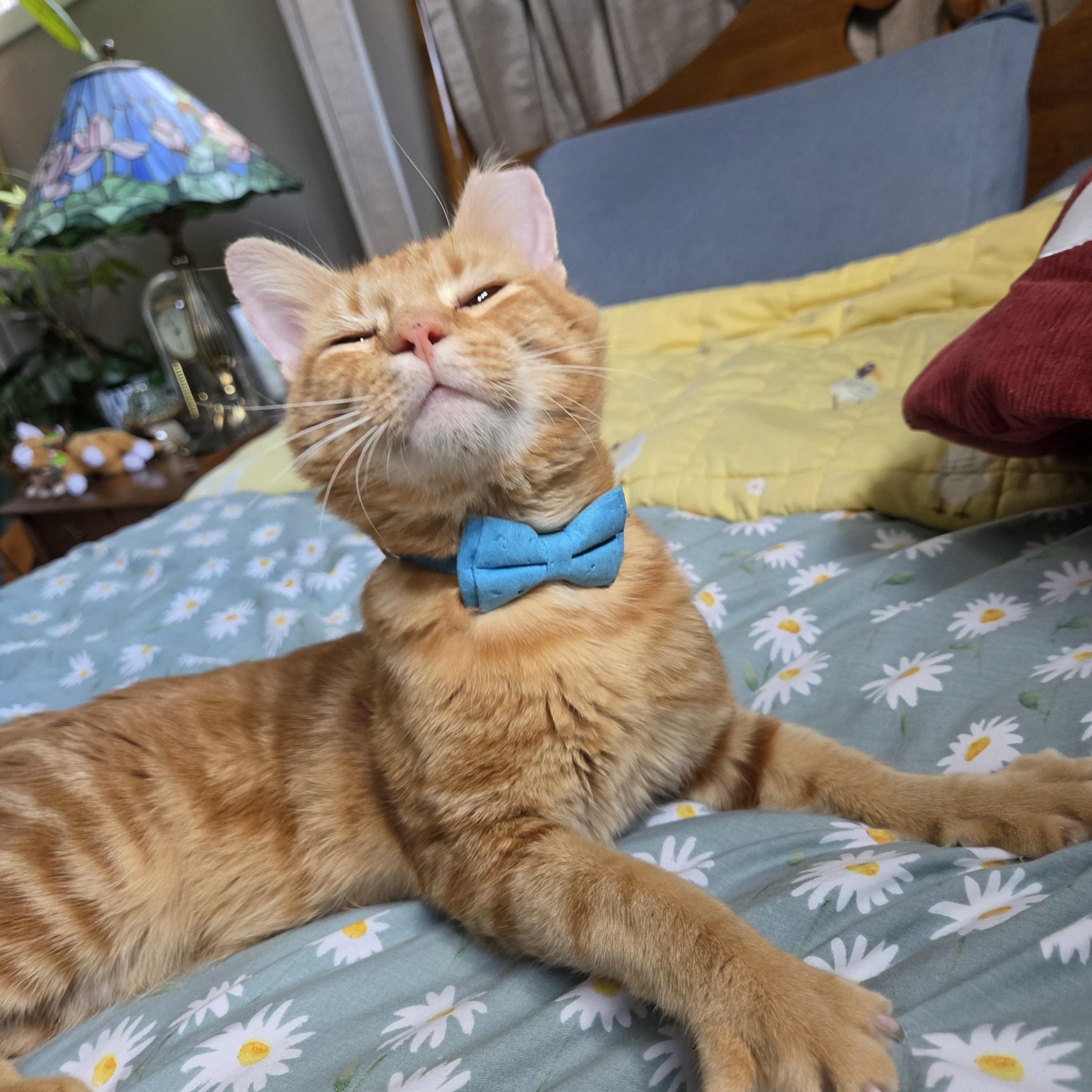 Enlarge Theo, a Adoptable Domestic Short Hair in Fort Oglethorpe, GA image 1/6