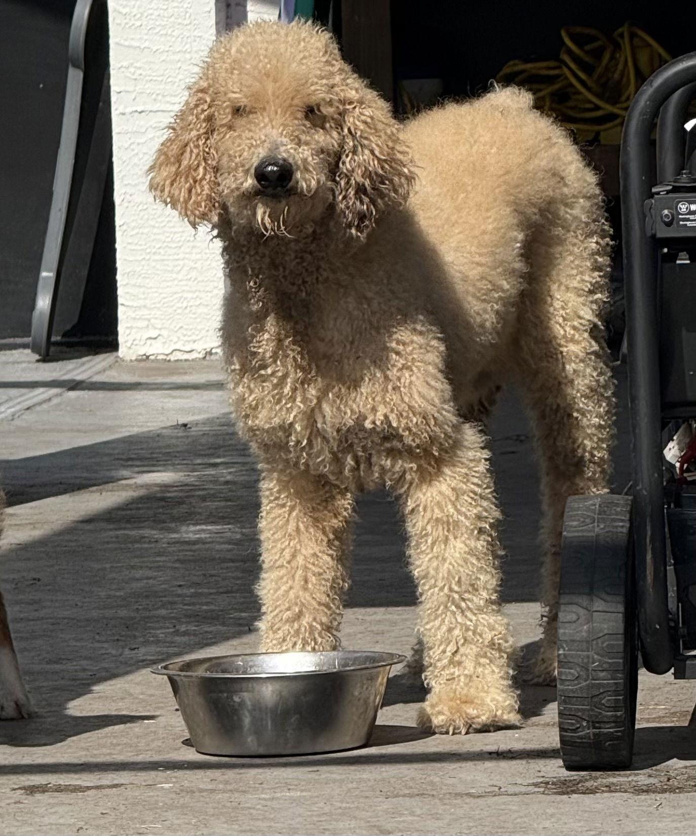 Roman (Teddy), Adoptable, Young Male Standard Poodle & Golden Retriever.