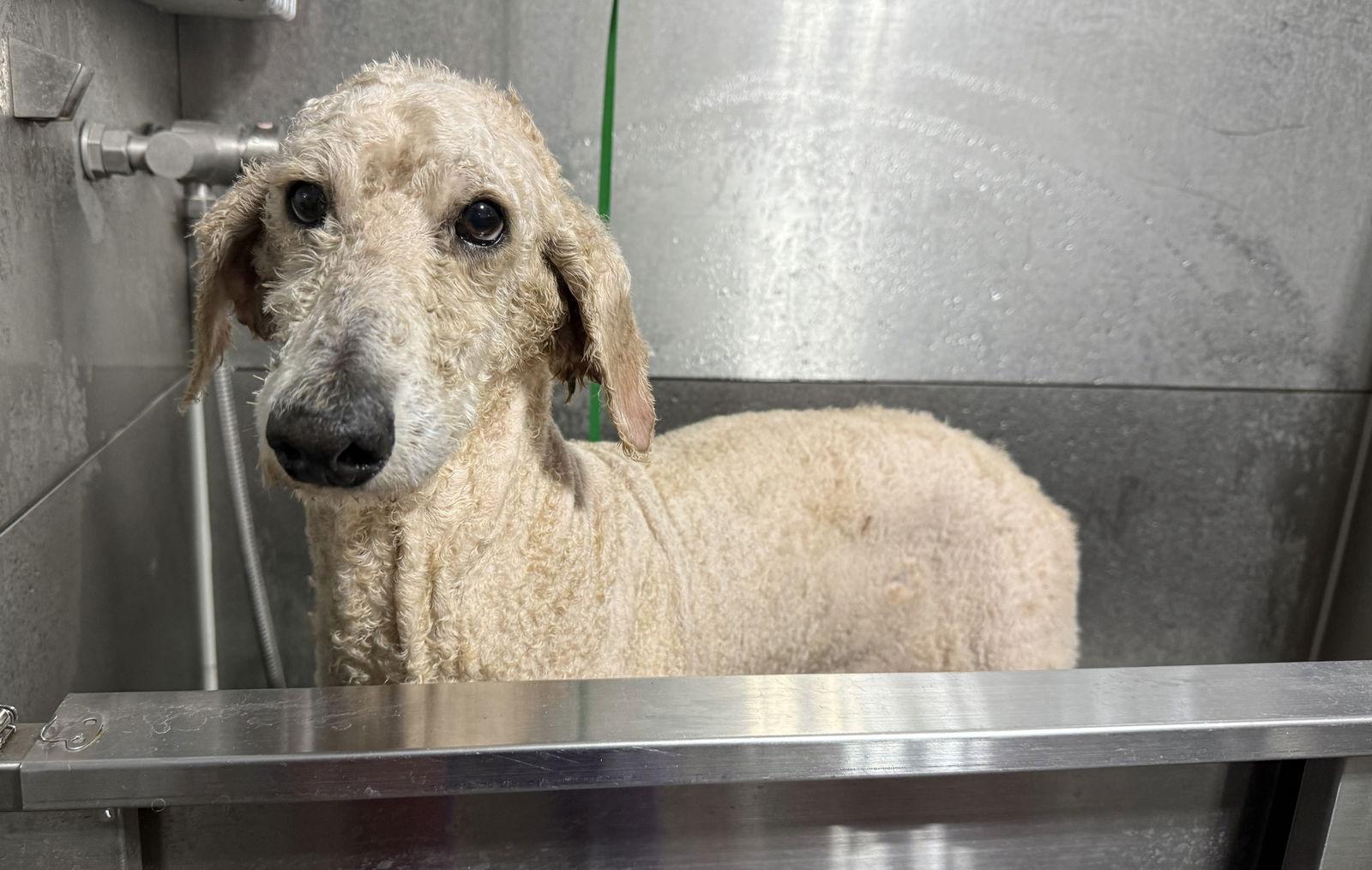 Enlarge Roman (Teddy), a Adoptable mixed breed in Valrico, FL image 3/3