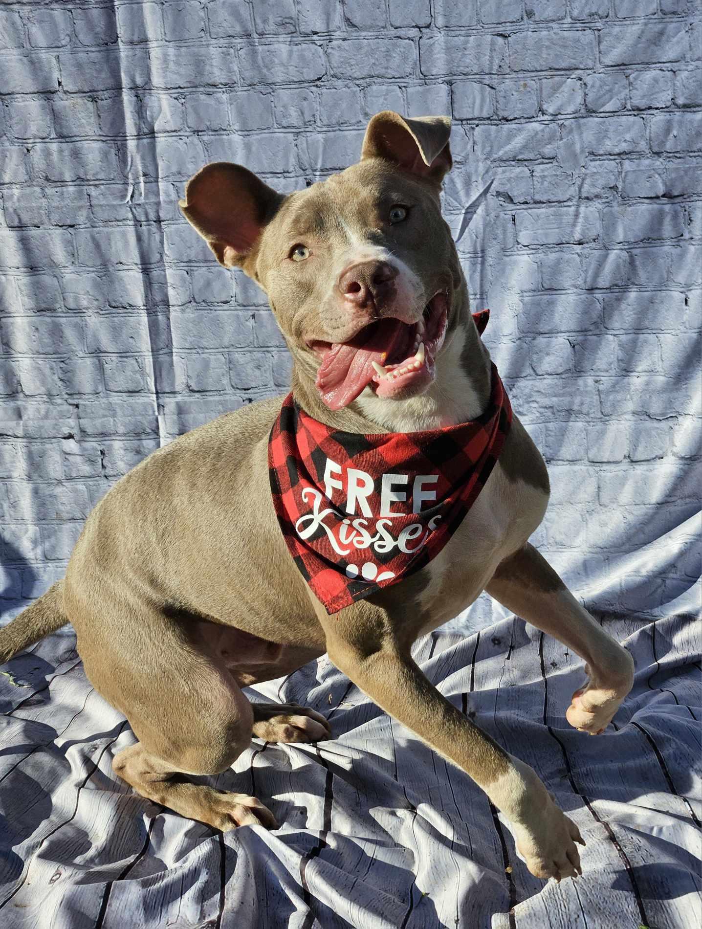 Enlarge Curtis, a Adopted Pit Bull Terrier in Arlee, MT image 6/6