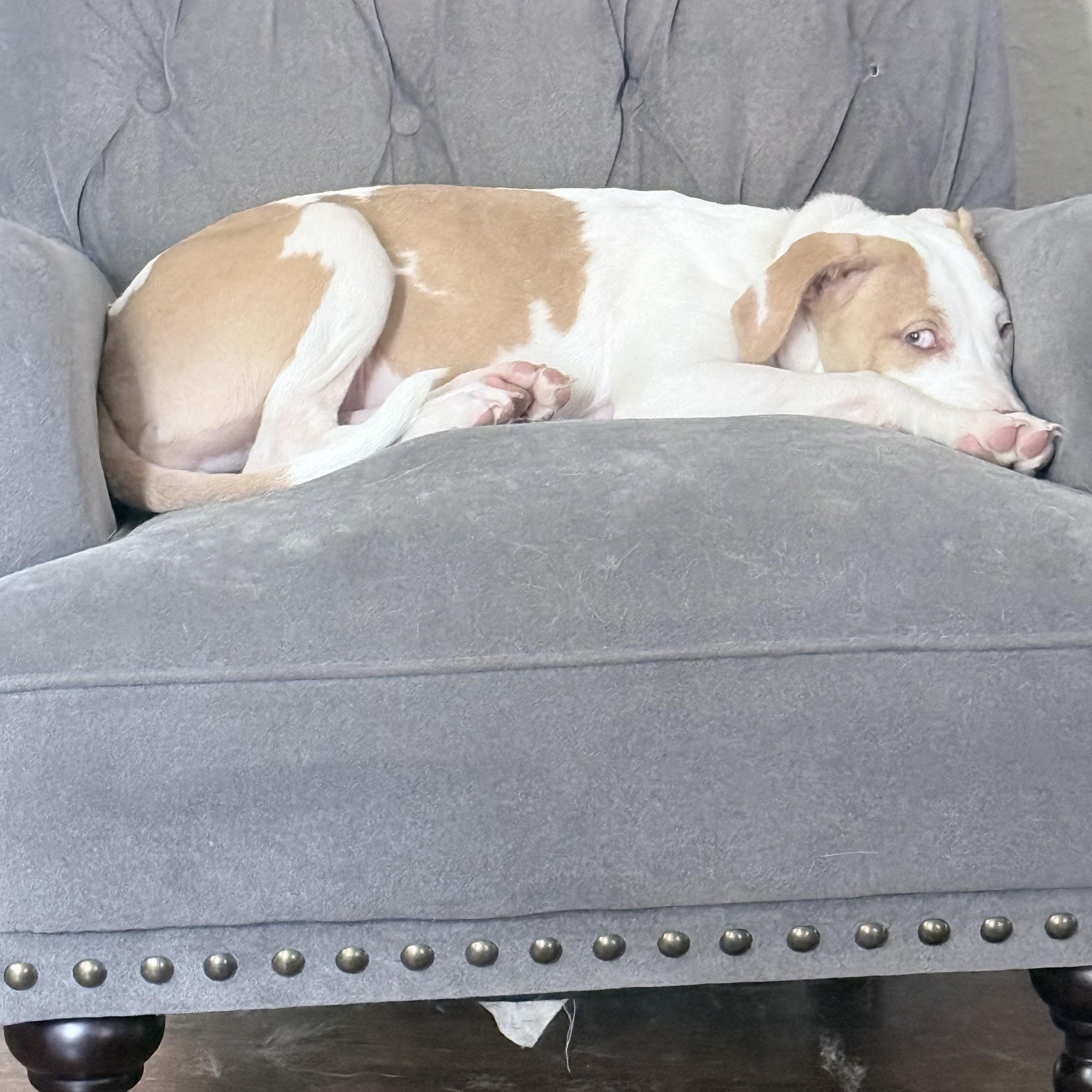 Muchi, a Adoptable mixed breed in Berthoud, CO image 5/6