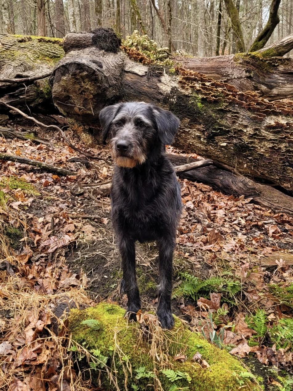 Pickle CA, adopted, Young Male Labradoodle.