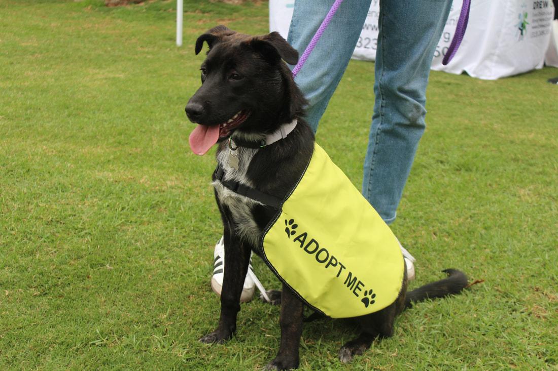 Enlarge Star, a Adoptable mixed breed in Portland, OR image 5/6