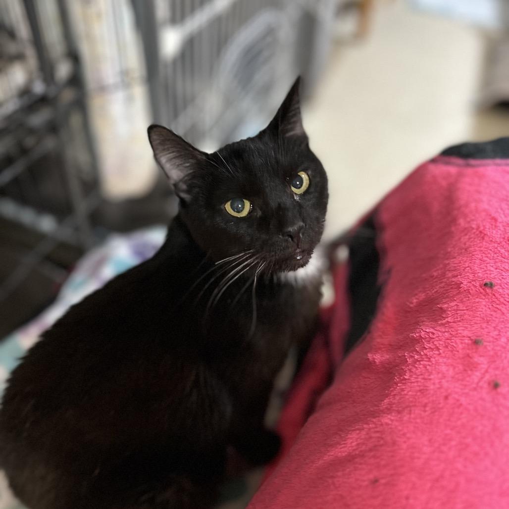 Bruce, Adoptable, Senior Male Domestic Short Hair & Bombay.