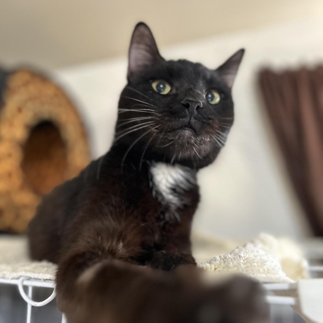 Bruce, a Adoptable mixed breed in Bountiful, UT image 2/3