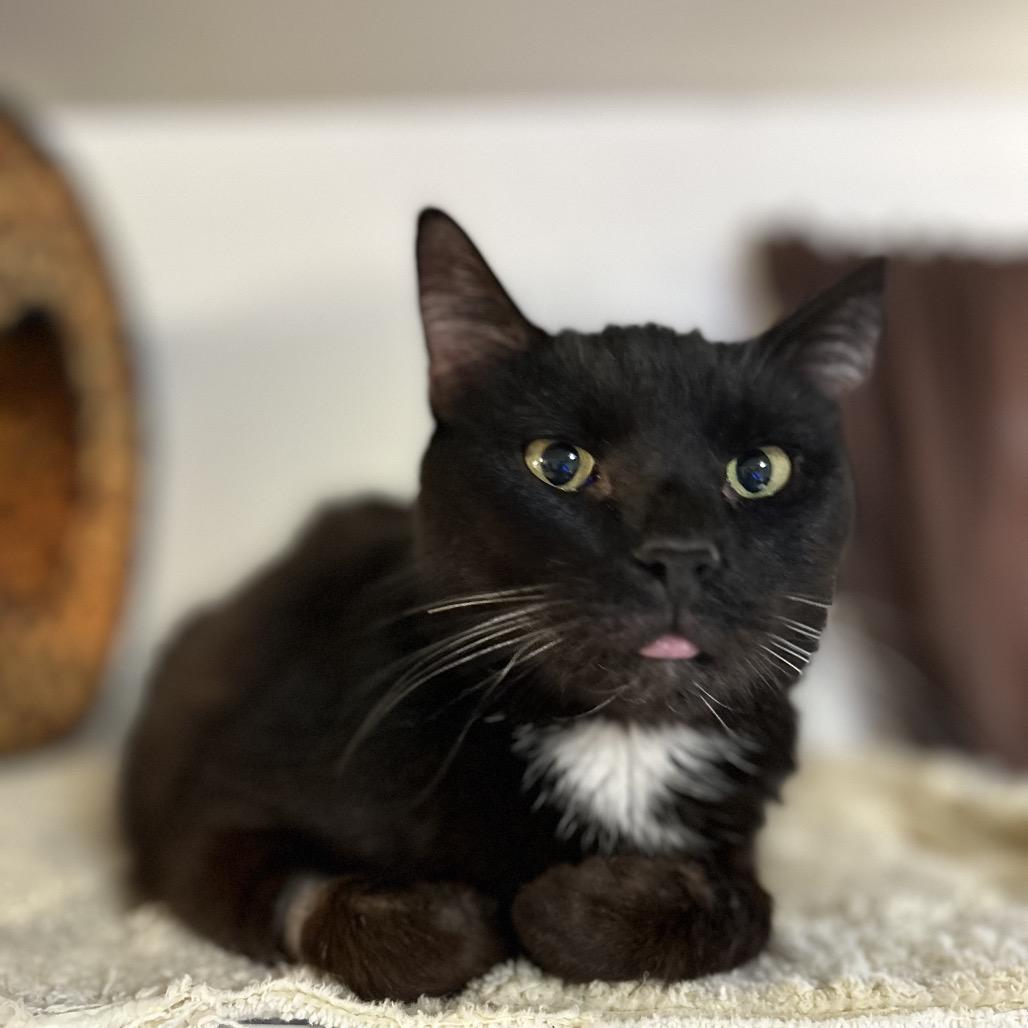 Bruce, a Adoptable mixed breed in Bountiful, UT image 3/3