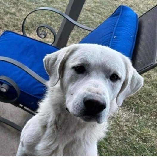 Joey, Young Male Great Pyrenees