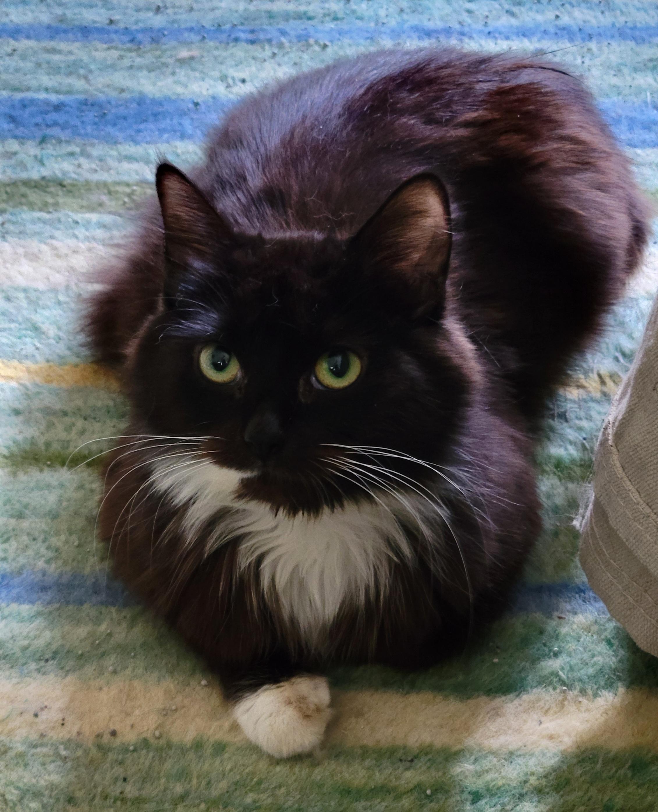 Boba, Adult Female unknown