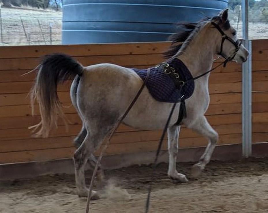 Karli - Filly/Gray/Arabian/Young, Adoptable, Young Female Arabian.