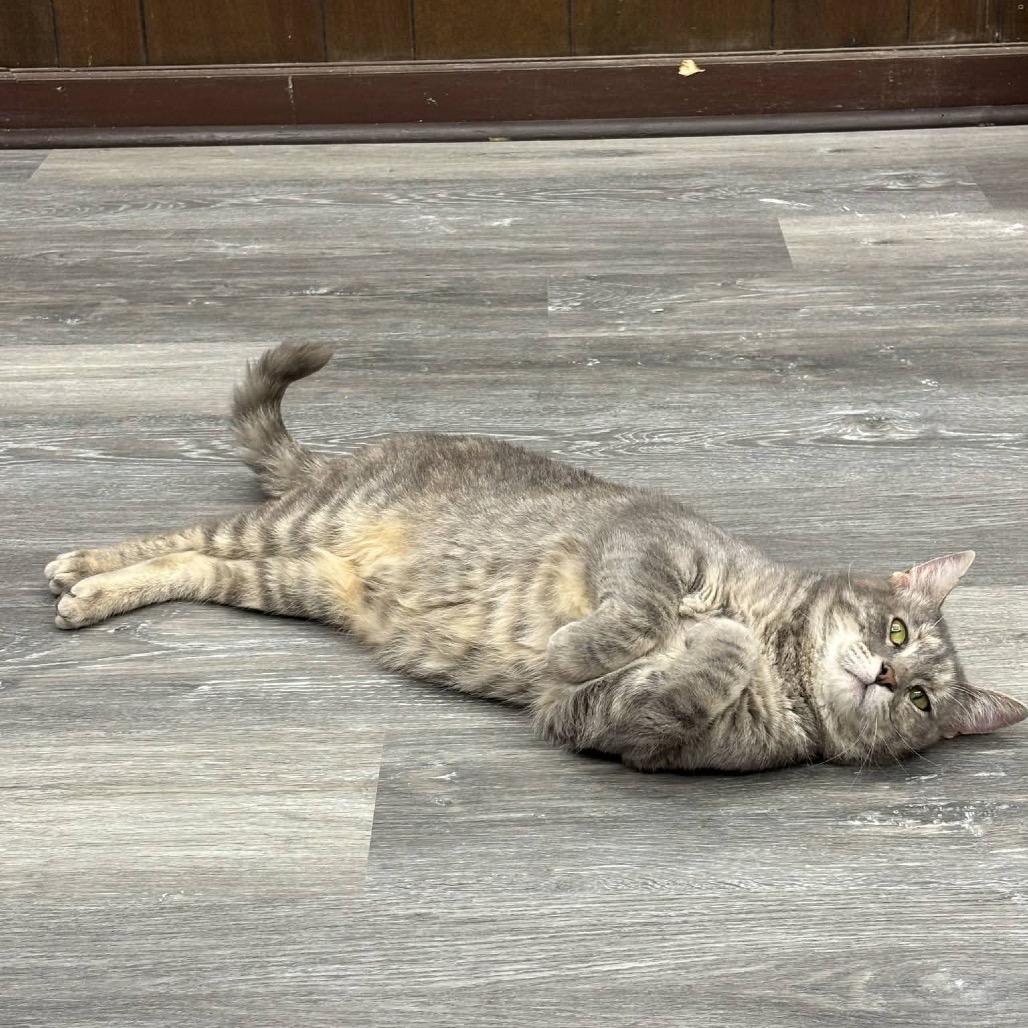 Enlarge Gamora - SPECIAL NEEDS - CH, a Adoptable Domestic Short Hair in Union, MO image 1/4