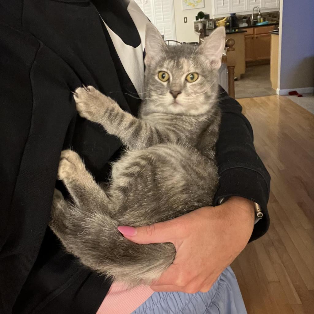 Gamora - SPECIAL NEEDS - CH, Adoptable, Adult Female Domestic Short Hair.