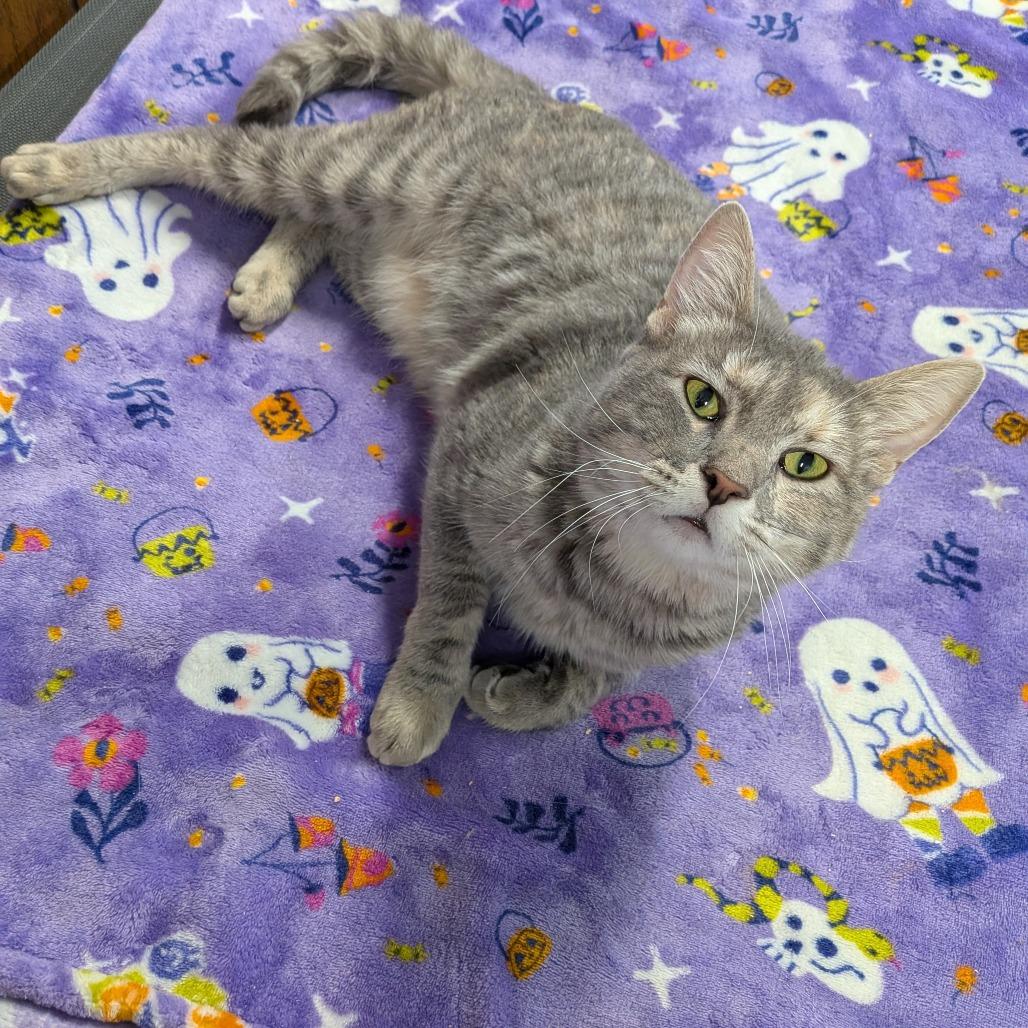 Enlarge Gamora - SPECIAL NEEDS - CH, a Adoptable Domestic Short Hair in Union, MO image 4/4