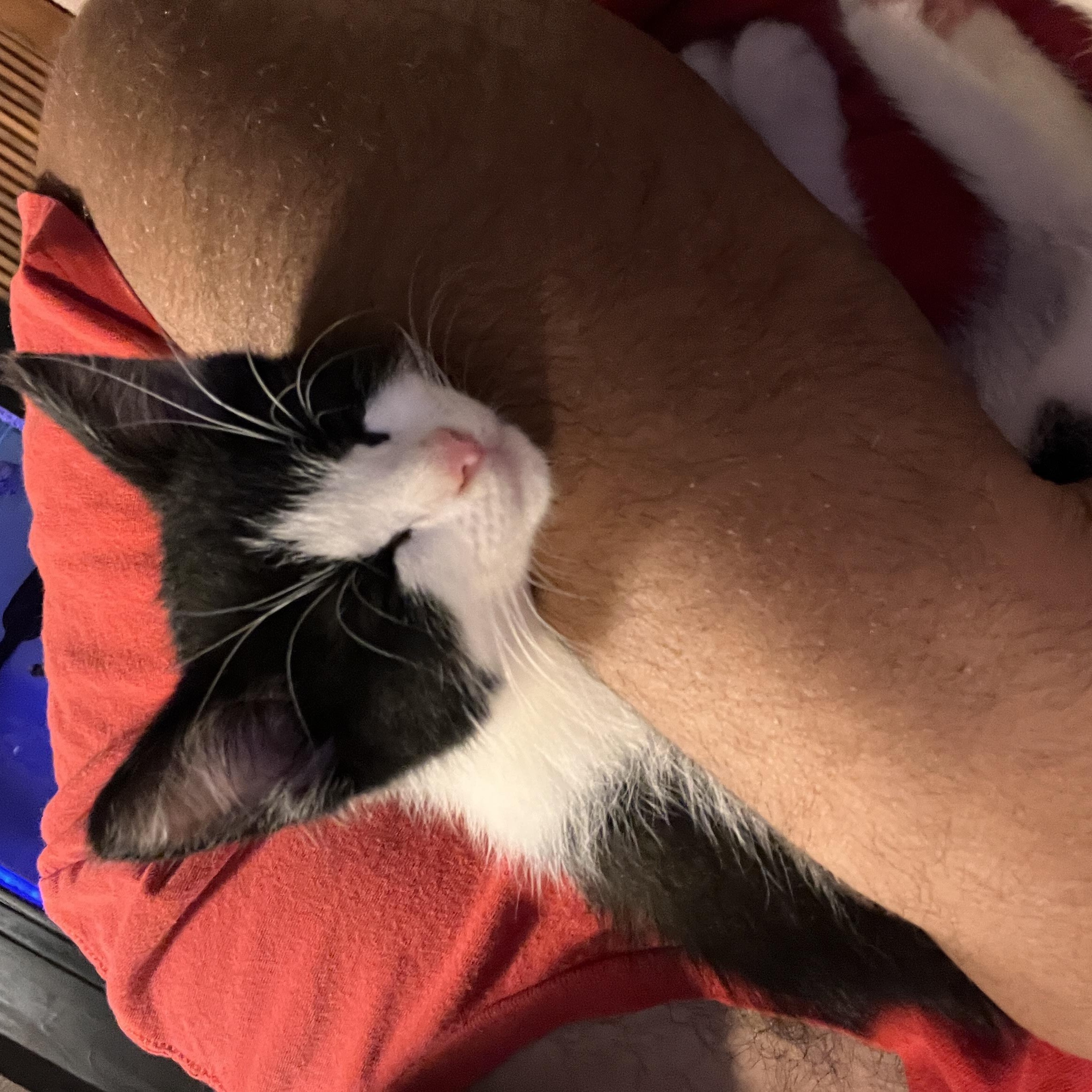 Antonio Darcy, a ADOPTABLE Domestic Short Hair in Mullica Hill, NJ image 4/4