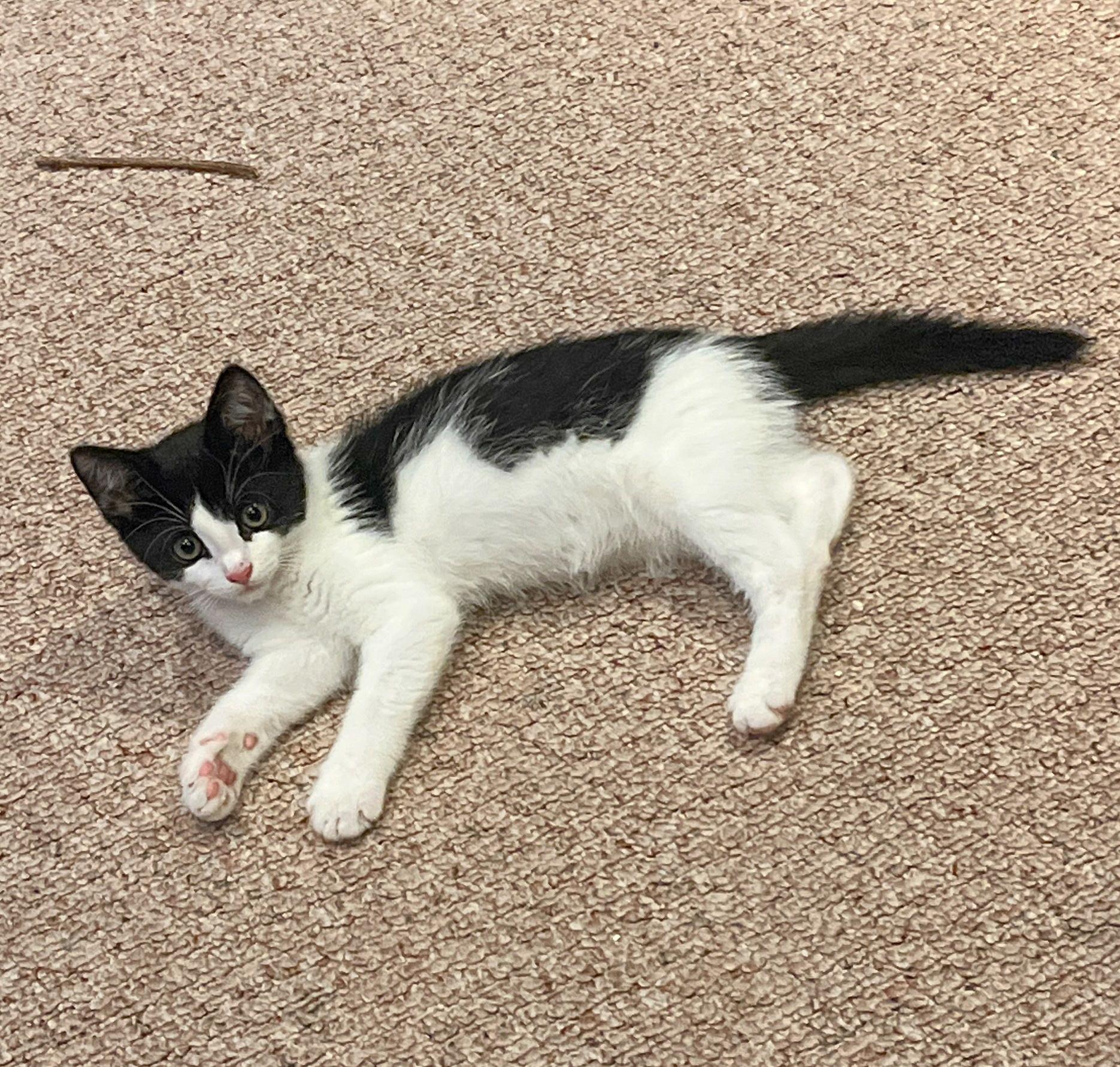 Antonio Darcy, a ADOPTABLE Domestic Short Hair in Mullica Hill, NJ image 2/4