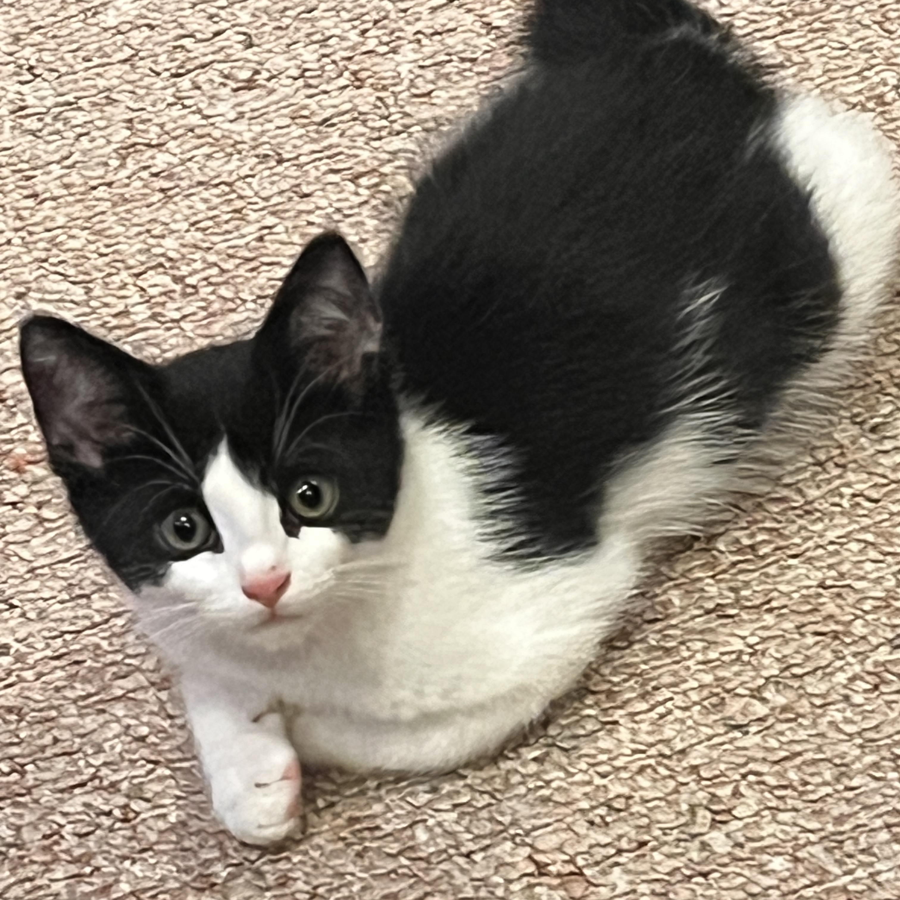 Antonio Darcy, a ADOPTABLE Domestic Short Hair in Mullica Hill, NJ image 3/4