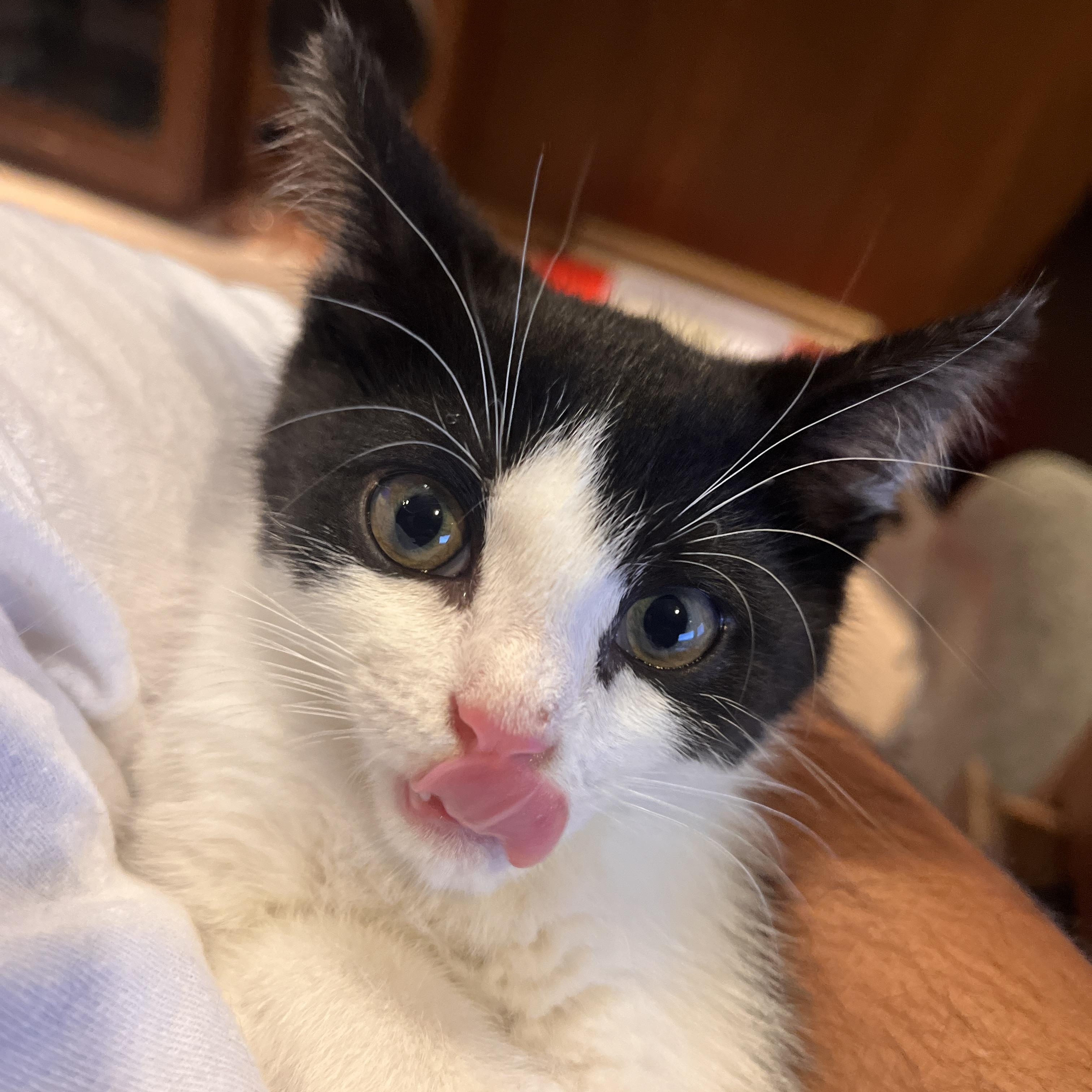 Antonio Darcy, ADOPTABLE, Kitten Male Domestic Short Hair.