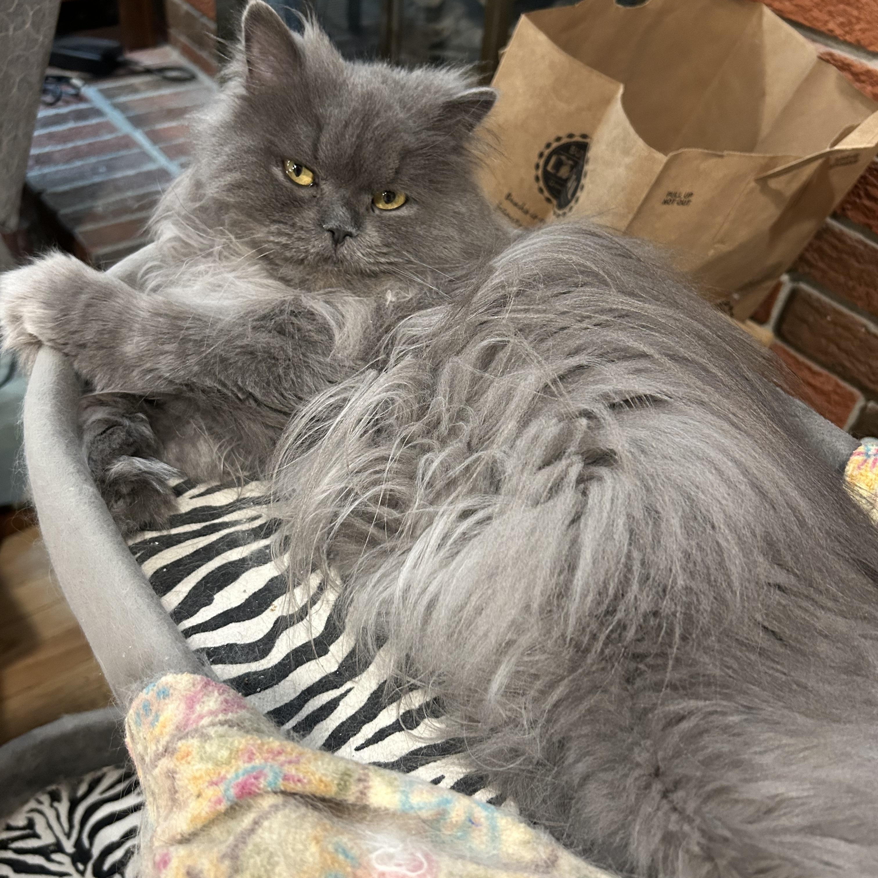 Matthew ., a Adoptable Persian in Farmington Hills, MI image 2/4