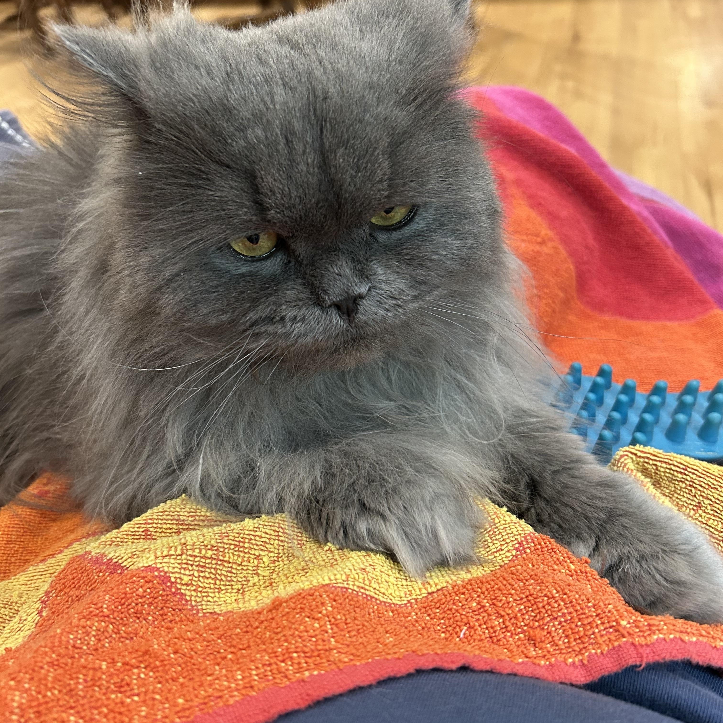 Matthew ., a Adoptable Persian in Farmington Hills, MI image 4/4