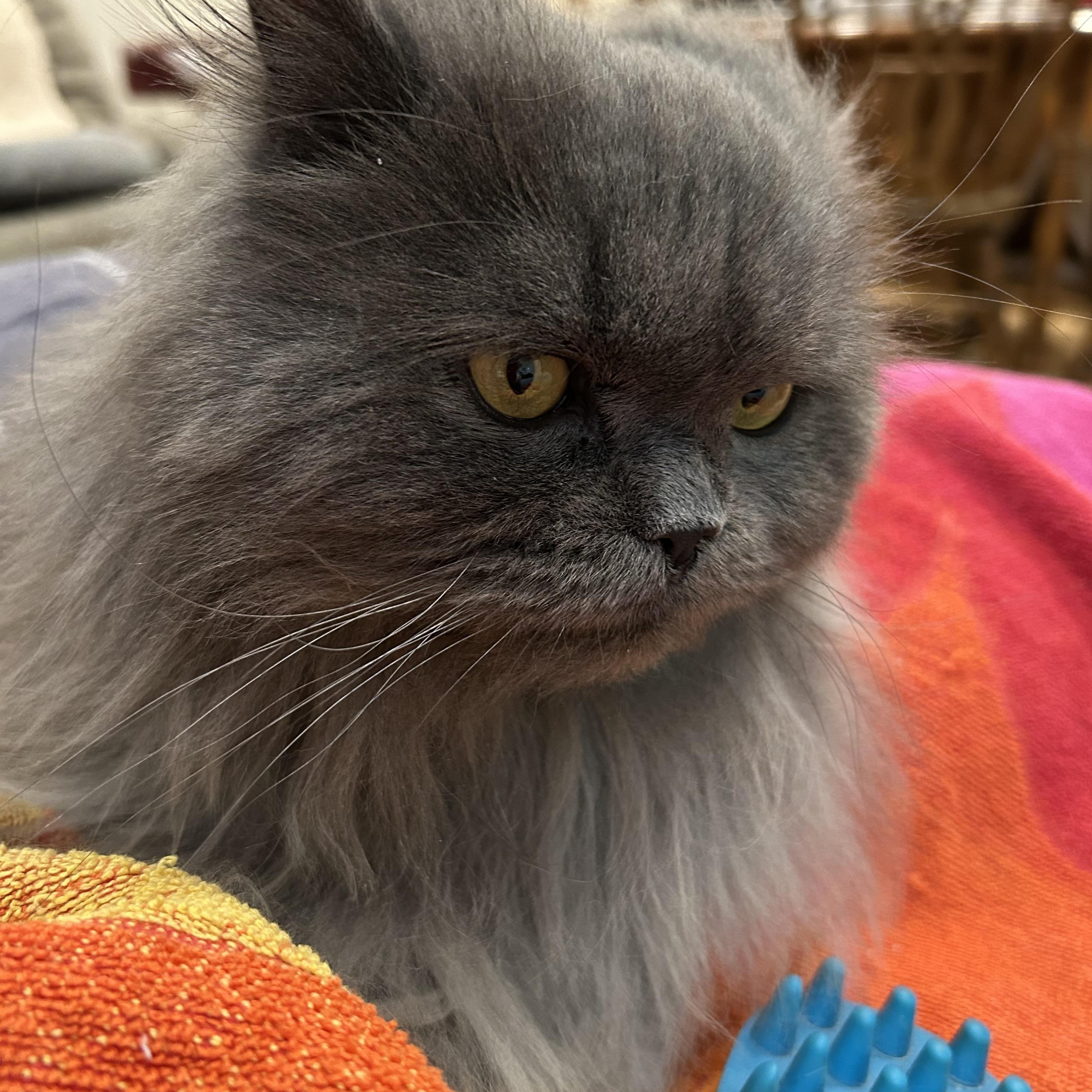 Matthew ., a Adoptable Persian in Farmington Hills, MI image 1/4