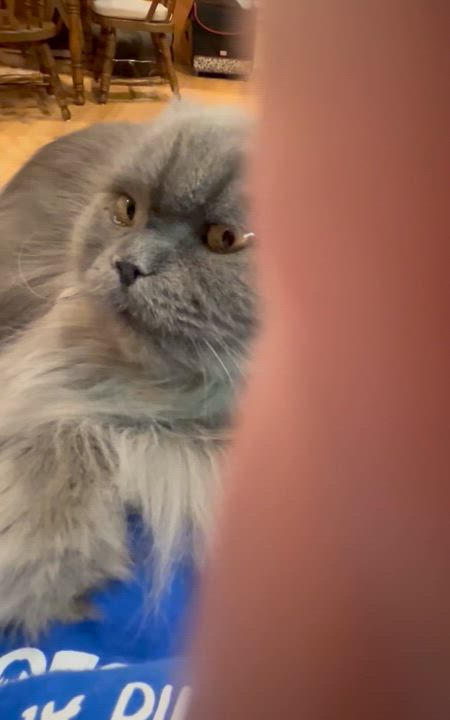 Enlarge Matthew- Adopted -New Updates, an adopted Persian in Farmington Hills, MI video 5/5