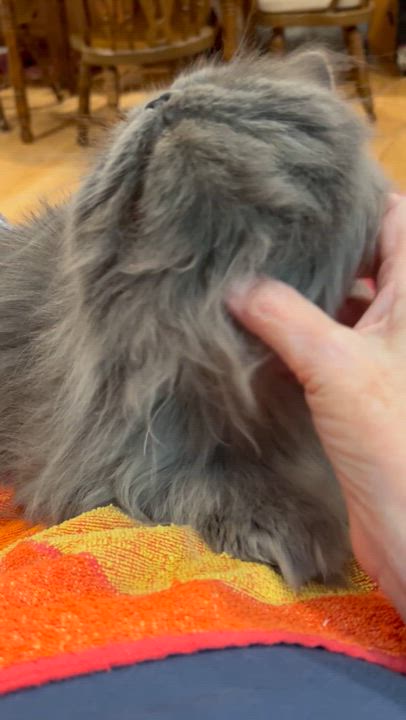 Enlarge Matthew ., a Adoptable Persian in Farmington Hills, MI video 3/4