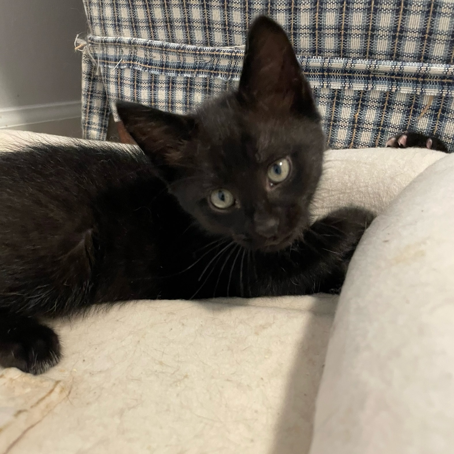 Blues, a Adoptable Domestic Short Hair in Charlotte, NC image 5/6