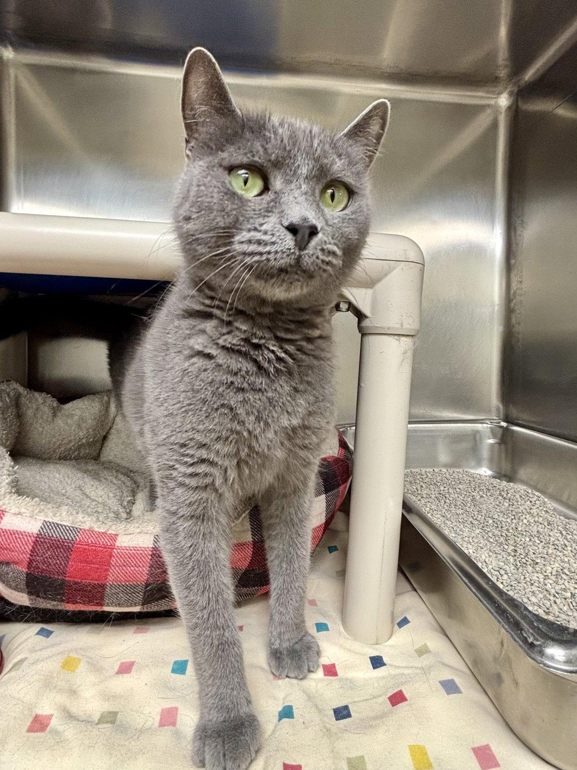 Dove, Adoptable, Adult Female Domestic Short Hair.