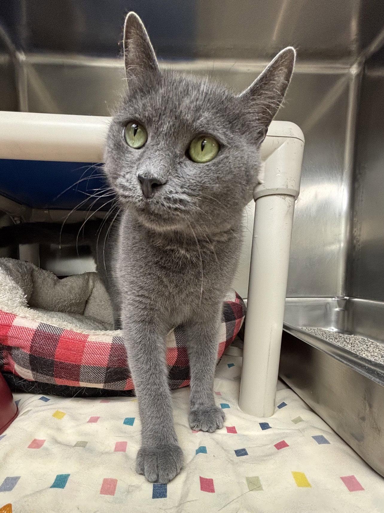 Dove, a Adoptable Domestic Short Hair in Brick, NJ image 2/3