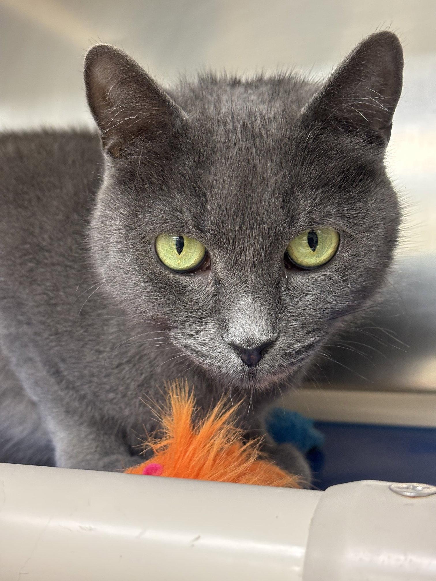 Dove, a Adoptable Domestic Short Hair in Brick, NJ image 3/3