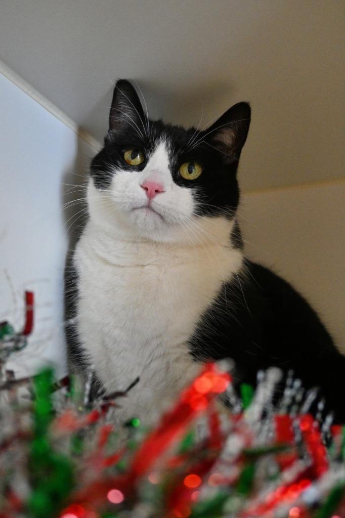 Zoe, Adoptable, Adult Female Domestic Short Hair.