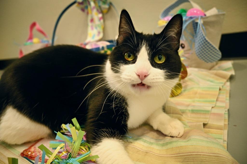 Zoe, a Adoptable mixed breed in Ashland, WI image 2/6