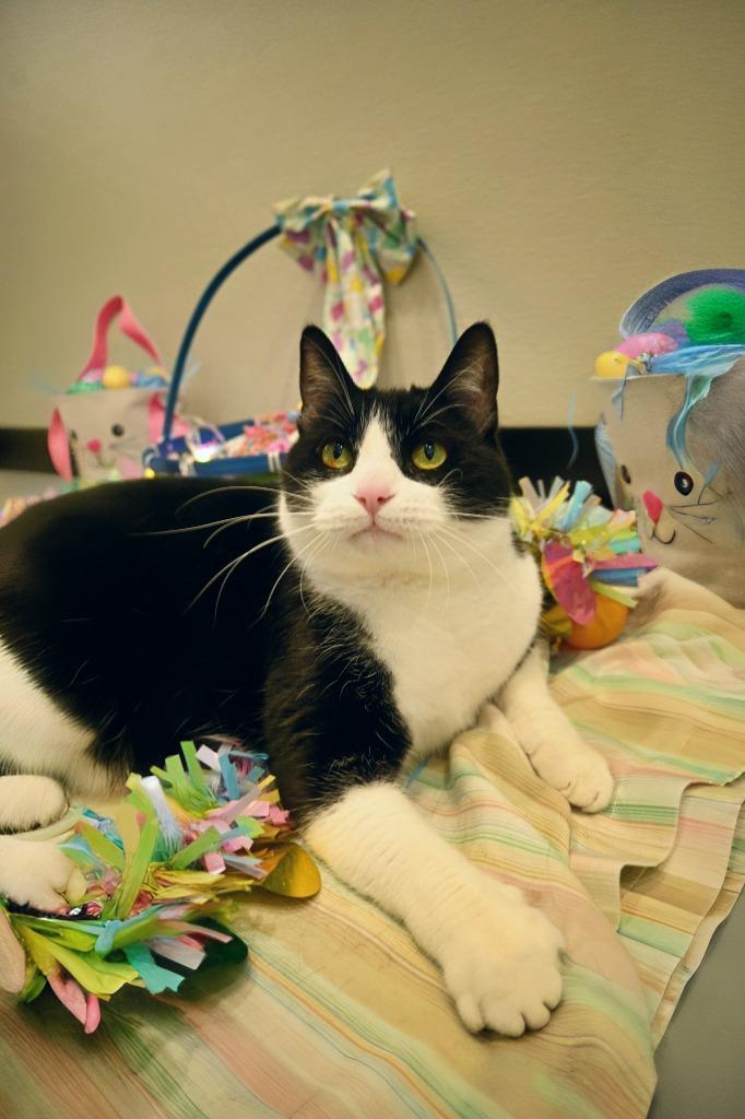 Zoe, a Adoptable mixed breed in Ashland, WI image 3/6