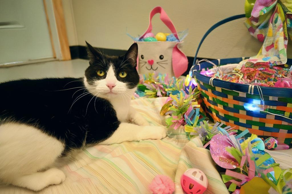 Zoe, a Adoptable mixed breed in Ashland, WI image 4/6