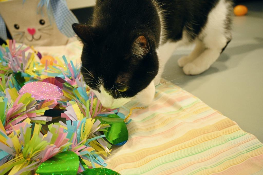 Zoe, a Adoptable mixed breed in Ashland, WI image 5/6