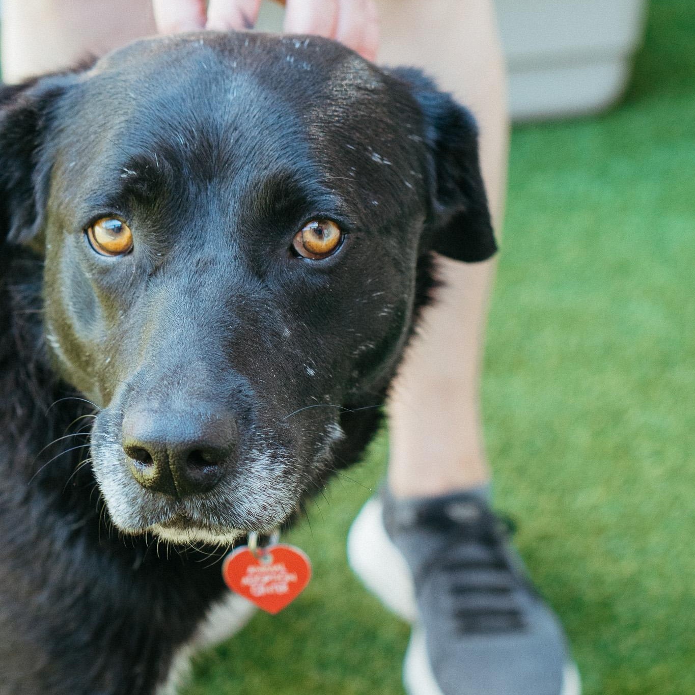 Foxy Roxy, Senior Female unknown