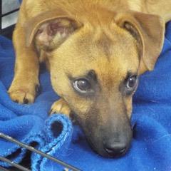 Sonny — thumbnail 3