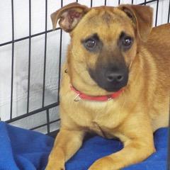 Sonny — thumbnail 6