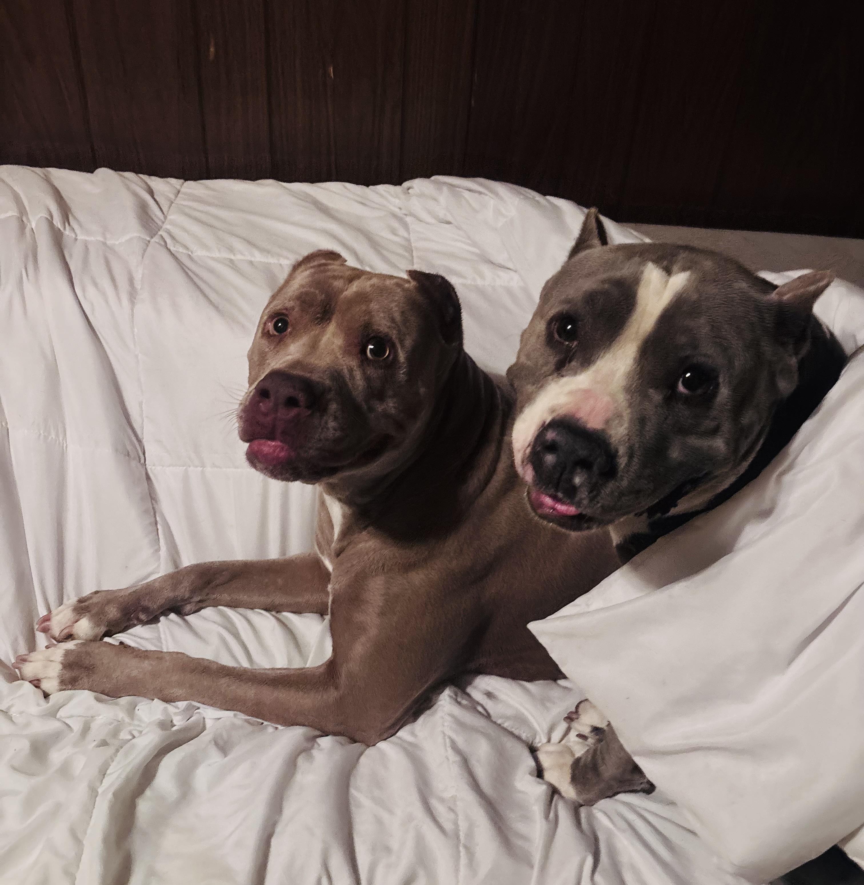 Enlarge Cherry Blossom, an adopted Pit Bull Terrier in Los Angeles , CA image 3/6