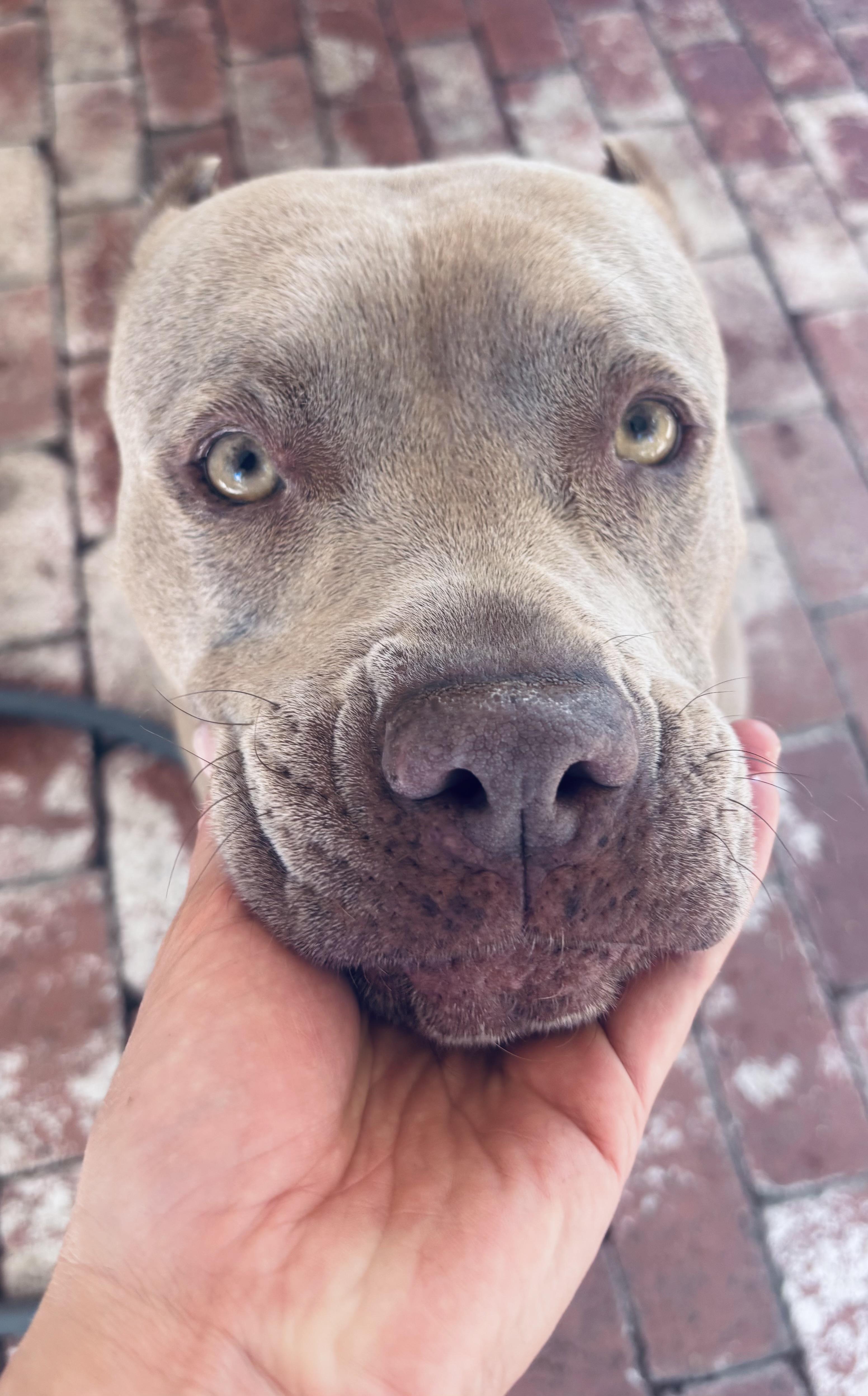 Enlarge Cherry Blossom, an adopted Pit Bull Terrier in Los Angeles , CA image 2/6