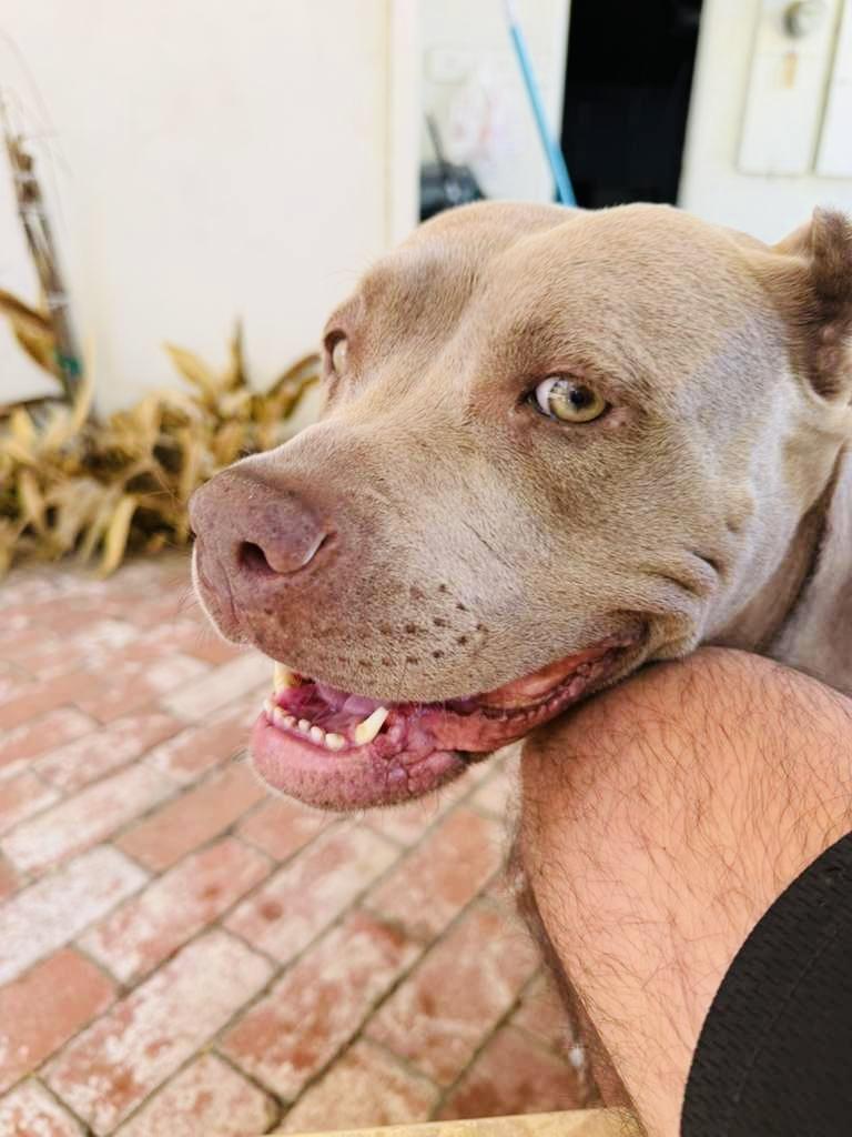 Enlarge Cherry Blossom, an adopted Pit Bull Terrier in Los Angeles , CA image 1/6