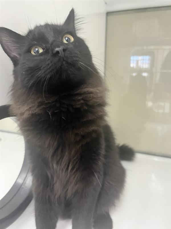 Juicy, Adopted, Young Male Domestic Long Hair.