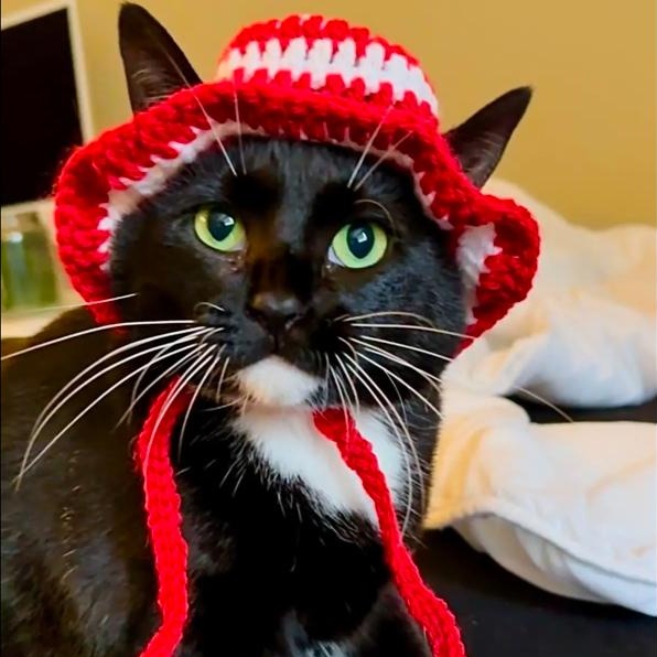 Enlarge Gigi, an adoptable mixed breed in Helena, AL image 5/6